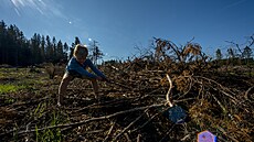 Mohu si z procházky v lese odnést d�evo?