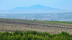Podmínky na jihomoravských vinicích čím dál víc připomínají jižnější země....