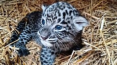 Dvojčata levharta perského narozená v Safari Parku Dvůr Králové v srpnu 2022 se...