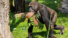 Gorilí sameček Nuru během zeleninového enrichmentu (původní pavilon goril)