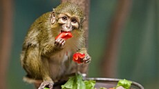 Dal�ími obyvateli nové rezervace jsou talapoini severní.