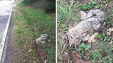 Houbaři našli u silnice na Karlovarsku zraněného vlka. (24. září 2022)