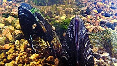 Ze 114 tisíc perlorodek jich v Blanici zbylo v jen 7,5 tisíce. Správa národního...