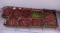 Oechy jsou zdroj mnoha uitených ivin.