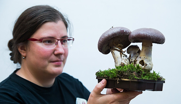 Znáte pozitivní účinky lesních hub? Záleží také na přípravě