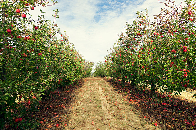 Desetina ovocných sadů do jara zmizí, odhadují kvůli cenám jablek pěstitelé