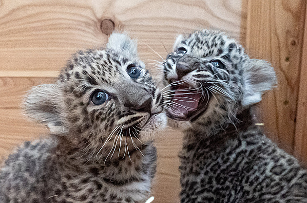OBRAZEM: Levhartí dvojčata mají čip, brzy je uvidí i návštěvníci dvorské zoo