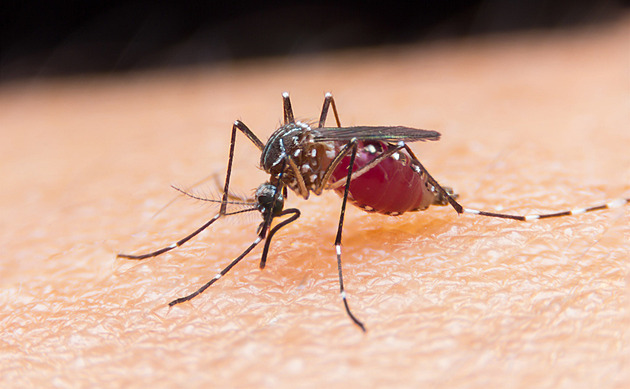 Ve Francii se šíří horečka dengue. Komáři cestují dál na sever i v autech