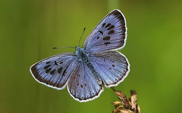 Modrásek ernoskvrnný je kriticky ohroený druh motýla.