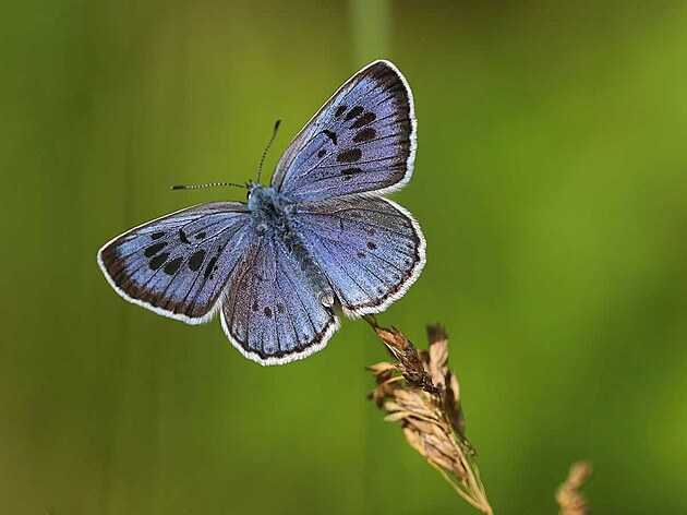 Modrásek ernoskvrnný je kriticky ohroený druh motýla.