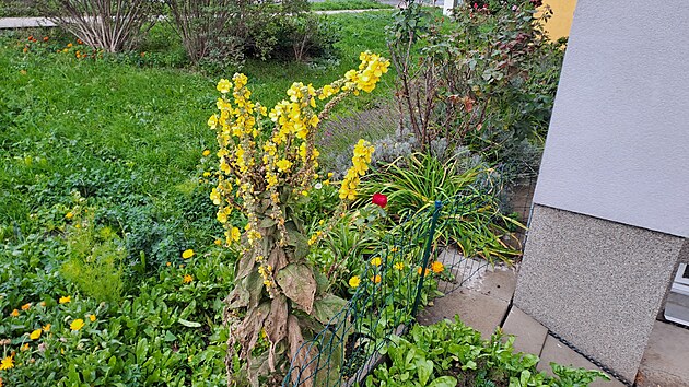 <p>Roste si jak chce na mnoha místech i v Praze. Její žluté květy tvoří známou léčivku, pomáhá nejen při kašli a rýmě, což je v této podzimní době více jak aktuální. Její latinské pojmenování zní Verbascum densiflorum, nicméně v lidové mluvě má názvů více
