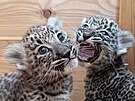 Mláata levharta perského narozená v Safari parku ve Dvoe Králové 22. srpna...