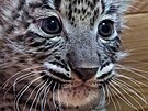 Mlata levharta perskho narozen v Safari parku ve Dvoe Krlov 22. srpna...