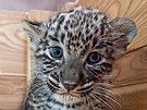 Mlata levharta perskho narozen v Safari parku ve Dvoe Krlov 22. srpna...