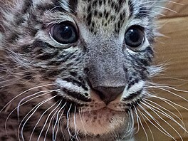 Mláata levharta perského narozená v Safari parku ve Dvoe Králové 22. srpna...