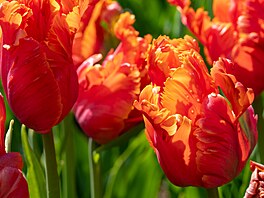 Úasn vypadá, pokud vysadíte tulipány jen jedné barvy, ale kouzelný efekt...