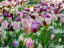 Dnes se za tulipánovou zemi povauje Nizozemsko, vdy i spousta naich...