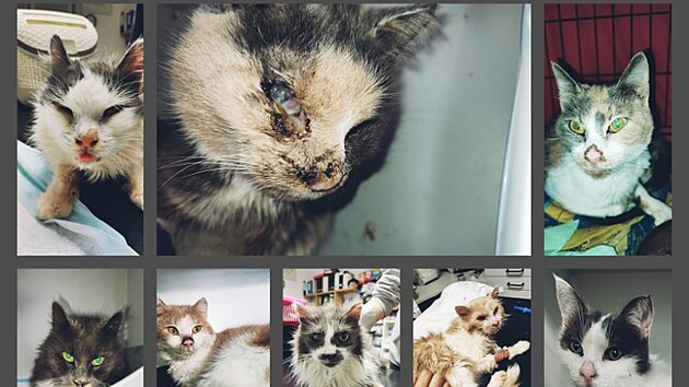 V boskovickém bytě své mrtvé majitelky živořilo měsíc nejméně osmnáct koček.