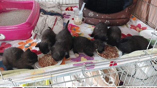 Zachránci koček se starají o sedm koťat pohozených v kukuřičném poli v Hovoranech na Hodonínsku.