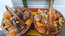 Rostou h�íbky i kozáky. Tyhle houby jsou z �ihadel.