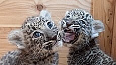 Mláďata levharta perského narozená v Safari parku ve Dvoře Králové 22. srpna...