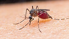 Komár. Jakkoli se to může zdát neuvěřitelné, světově nejčastějším zabijákem... | na serveru Lidovky.cz | aktuální zprávy