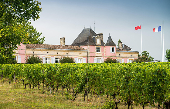 Vinice ve francouzské oblasti Bordeaux.