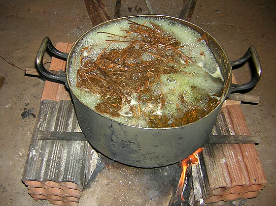 Tradi�ní rostlinný nápoj ayahuasca. N�kdy se nápoj p�ipravuje jen z d�eva liány...
