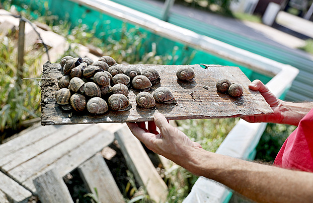 Hırsızlar çiftlikten 2 milyon kron değerinde salyangoz çaldı