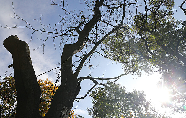 Sucho zničilo stromy v lesoparku, při obnově se využijí odolnější rostliny