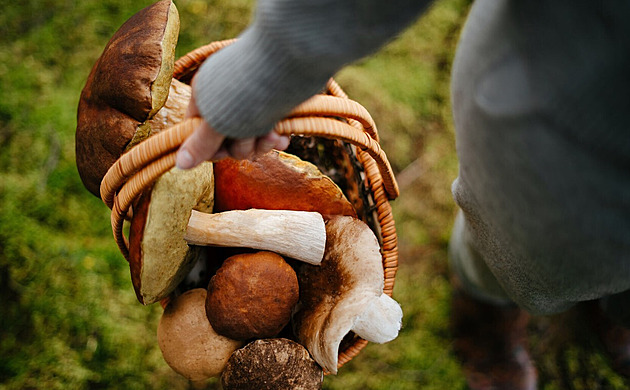 Houby, polévky a barvy přírody. Užijte si podzim jako české food blogerky