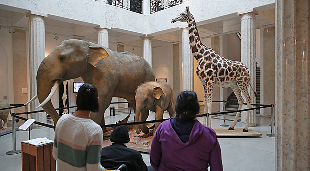 Nejdříve lev a sloni, nyní opavskému muzeu přibyla vypreparovaná žirafa