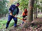 Pracovníci technických slueb stromy pokácí a zájemci si je rozeou, naloí a...