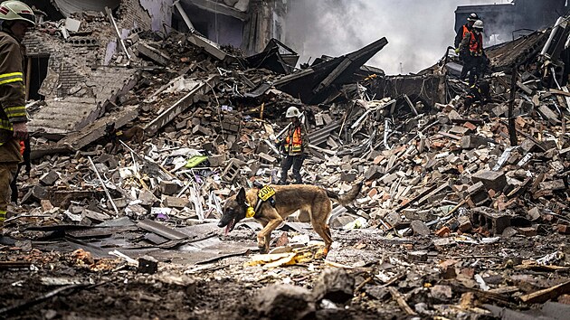 Zchransk pes hled mezi troskami budovy v Zporo, kterou s clem toku na civiln obyvatelstvo zashly rusk rakety. (10. jna 2022)