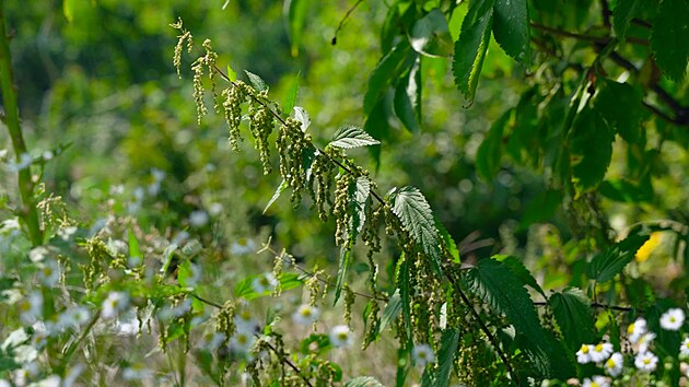 Kopřiva je jednou z našich nejléčivějších bylin. A podobné účinky jako mají křehké jarní lodyhy, mají i  její semínka.