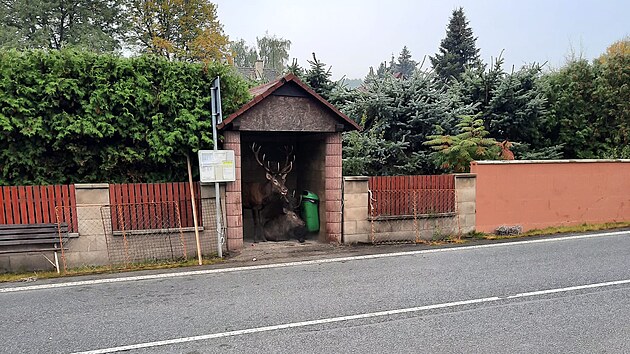 Zamotan a vyslen jeleni skonili v autobusov zastvce v obytn sti obce.