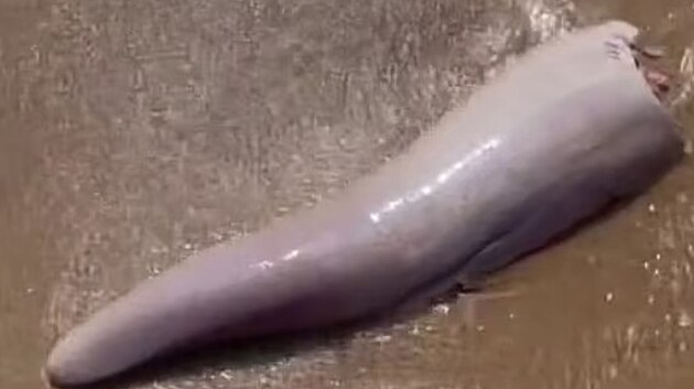 Velryb penis nalezen na pobe Austrlie (19. jna 2022)