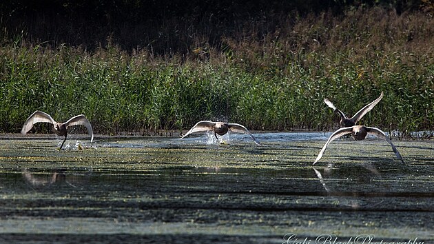 �ivot na Pekeln�m rybn�ku ve Vejprnic�ch u Plzn�