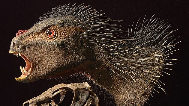 Model lebky a rekonstruovaná podoba hlavy a krku raně jurského heterodontosaurida druhu Heterodontosaurus tucki, formálně popsaného roku 1962. Se stářím 200 až 190 milionů let patří v současnosti k nejstarším známým „prokazatelným“ ptakopánvým dinosaurům.