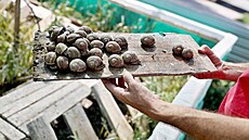 Jedlého hlemýd kropenatého dodávají Helena a Michal Pikrylovi do restaurací,...