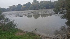 Vyputný chovný rybník v Dobromilicích na Prostjovsku zpsobil rybám kodu...