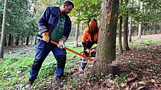 Pracovníci technických slu�eb stromy pokácí a zájemci si je roz�e�ou, nalo�í a...