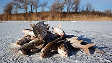 Rutilus caspicus neboli plotice, rusky vobla.