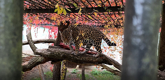 Hodoníntí jaguái jsou ve starém výbhu schovaní za hustými míemi.