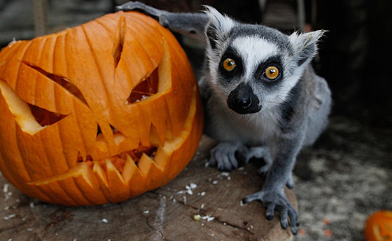 Akce v Safari Parku ve Dvoe Králové zamená na blíící se Halloween. (20....