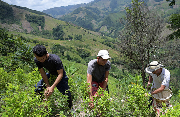 V Kolumbii rekordně přibylo plantáží s kokou. Legalizace kokainu se neplánuje