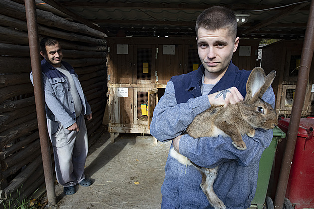 Místo pout mají klíče. V Otevřené věznici žijí odsouzení jako na vesnici