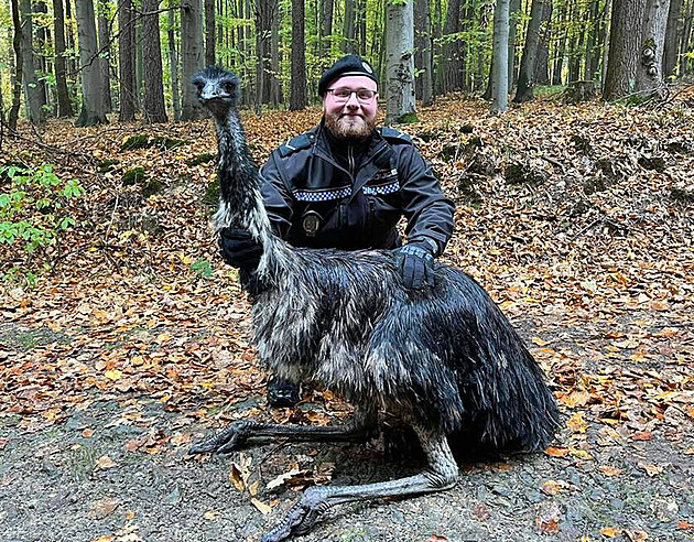 Emu hnědý překvapil turistu v lese u Zlína. Pštros utekl chovateli