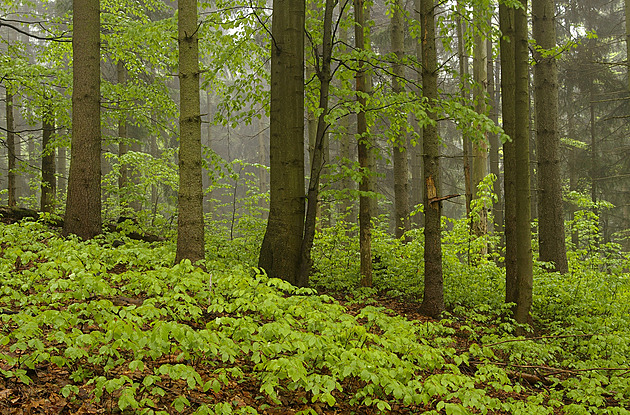 Krkonošské lesy jsou v nejlepším stavu za stovky let, stromů je 18 milionů