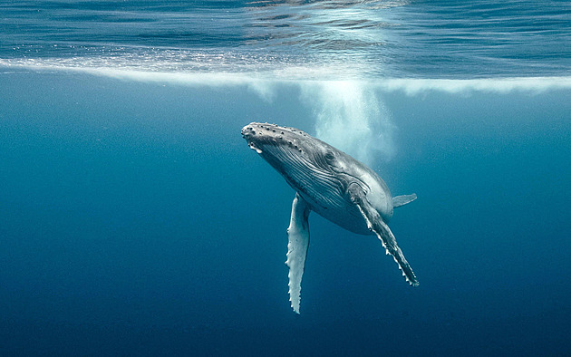 Dobrá zpráva před konferencí OSN: u Kanady enormně přibývá velryb